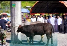 Panitia Kurban Potong Sembilan ekor Sapi di Islamic Centre Padang Panjang