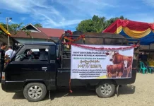 Sapi Kurban Presiden RI Disambut Antusias Warga Bahoras Pasbar
