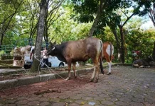 Unand Salurkan 43 Sapi Kurban Iduladha 2026 untuk Masyarakat Sumbar