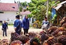 Bupati Annisa Ingatkan Perusahaan Pabrik Kelapa Sawit Jaga Stabilitas Harga