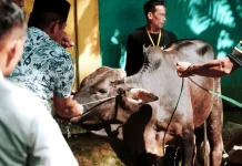 Pemkab Solsel Sebar Hewan Kurban ke Seluruh Kecamatan