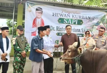 Bupati Mentawai Serahkan Bantuan Sapi Kurban ke Masjid Al-Furqon Sikakap