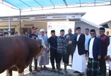 Sapi Kurban Presiden Prabowo Seberat Satu Ton Disembelih di Kecamatan Bayang