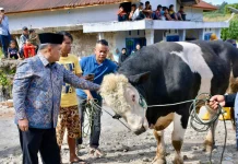 Bupati Benni Warlis Saksikan Penyembelihan Sapi Kurban Bantuan Presiden