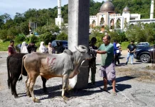 Sembilan Sapi Kurban Disembelih di Islamic Centre Padang Panjang