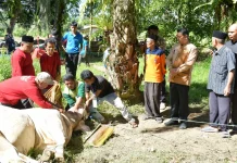 Penyembelihan Sapi Bantuan Wapres RI di Kayu Pasak, Sekda Agam Hadir Langsung