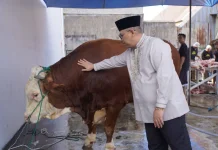 Bantuan Sapi Kurban Presiden Kurban Diserahkan ke Masjid Muhammad Noer