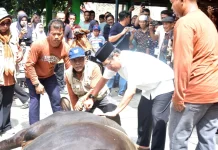 Sapi Kurban Presiden Jadi Perhatian Warga di Padang Pariaman