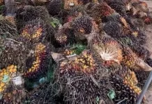Bupati Dharmasraya Minta Pabrik Stabilkan Harga TBS Sawit
