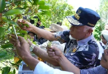 Gubernur Sumbar Dorong Petani Cengkeh Solok Olah Daun Jadi Minyak Atsiri
