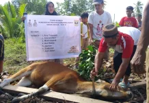 Suasana Kurban di Mentawai Penuh Toleransi Beragama