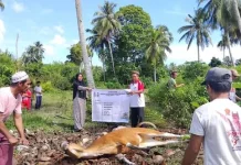 Pemprov Sumbar Pastikan Tebar Qurban di Mentawai Tepat Sasaran