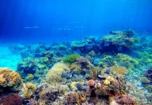 Misteri Keragaman Hayati Global yang Tersembunyi di bawah Laut