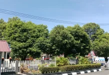 Arti Penting Sebatang Pohon bagi Kehidupan