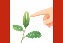 Fenomena Daun Tanaman yang Menutup saat Disentuh