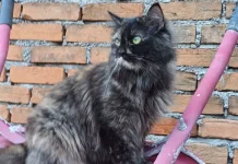 Mengenal Kucing Tortie: Si Cantik dengan Pola Bulu Unik