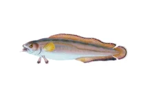 Mengenal Stout Infantfish, Hewan Vertebrata Paling Kecil Sejagat
