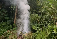 Dampak Buruk Membakar Daun Kering