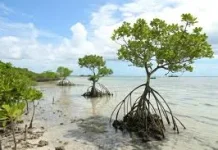 Pohon Bakau, Penjaga Pesisir yang Menyimpan Banyak Manfaat bagi Kehidupan