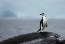Fakta tentang Pinguin yang Tidak Pernah Bisa Menyeberangi Garis Khatulistiwa Dun