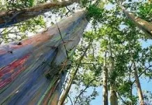 Mengenal Pohon Pelangi, Keajaiban Alam dengan Batang Berwarna-warni