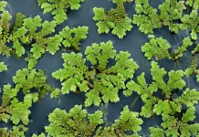 The Azolla Event: Kisah Tanaman Mungil yang Pernah Mendinginkan Bumi