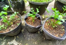 Budidaya Seledri di Pekarangan Rumah, Solusi Sayuran Segar untuk Keluarga