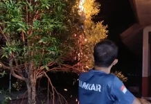Damkar Musnahkan Sarang Tawon Vespa yang Mengancam Siswa SDN 36 Rangeh