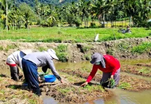 LP2M Sumbar Dorong Pemulihan Pascabencana di Agam dengan Sekolah Lapang Mina Padi