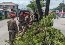 Pohon Tumbang di Jalan Raya Indarung, Satpol PP Padang Gerak Cepat Bersihkan Jalur