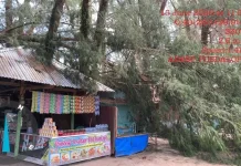 Pohon Tumbang Rusak Atap Enam Kedai Warga di Tiku Selatan Agam