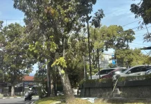 Alasan dan Aturan Penebangan Pohon di Pinggir Jalan