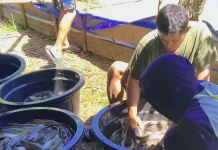 RPN Kembangkan Wakaf Produktif, Budidaya Lele di Anak Air Tumbuh Pesat