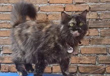 Cara Aman Memberikan Obat Cacing Drontal pada Kucing Kesayangan