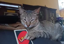Uno Jadi Game Tongkrongan yang Bikin Nagih