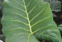 Manfaat Hebat Daun Talas di Kebun
