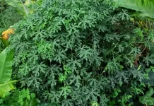 Mengenal Daun Pepaya Jepang