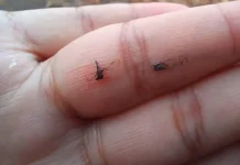 Hanya Nyamuk Betina Mengisap Darah, Ini Alasannya