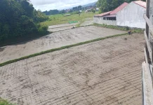 Maksud di Balik Garis Kotak-Kotak Sawah