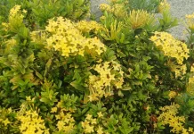 Mengenal Pesona Bunga Asoka Kuning di Pekarangan Rumah