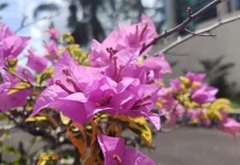 Pesona Warna-warni Bunga Kertas