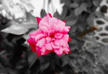 Mengenal Camellia Japonica April Rose dan Pesona Kelopaknya