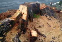 Potensi Serbuk Kayu Sisa Pemotongan