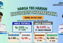Harga TBS Sawit Dharmasraya Tembus Rp3.810 per Kilogram