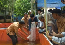 Budidaya Lele Disiapkan Jadi Percontohan Ketahanan Pangan di Padang