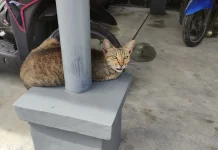 Cara Memelihara Kucing di Area Terbatas