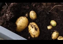 Tips Membuat Kentang Goreng Renyah Tidak Lembek