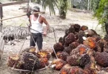 Harga TBS Sawit Pasaman Barat Capai Rp3.912 per Kilogram