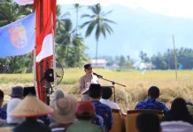 Pemko Solok Perkuat Dukungan bagi Petani Demi Ketahanan Pangan