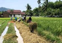 Pengamat Soroti Paradoks Ketahanan Pangan di Pesisir Selatan